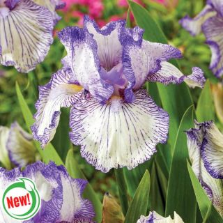 Autumn Circus Iris Thumbnail